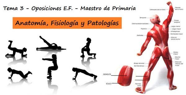Anatomía y fisiología humanas implicadas en la actividad física. Patologías relacionadas con el aparato motor. Evaluación y tratamiento en el proceso educativo.