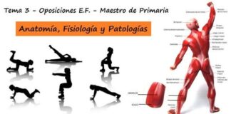 Anatomía y fisiología humanas implicadas en la actividad física. Patologías relacionadas con el aparato motor. Evaluación y tratamiento en el proceso educativo.