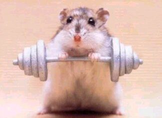 El orden de los entrenamientos