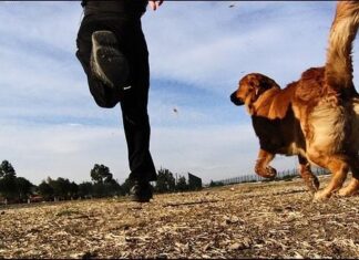 Ponerte en Forma con tu Mejor Amigo ¡Correr, Bici o Patines! correr con tu perro
