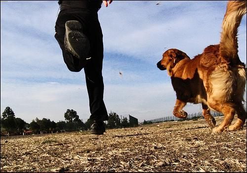 correr con tu perro