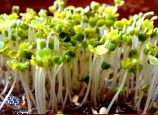 Reto Cuerpo 10: Propiedades Y Beneficios De Consumir Brotes