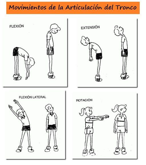 Movimentos Do Tronco Parede Abdominal Anatomia M sculos Canal 