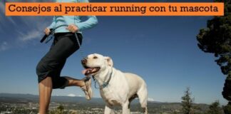 Consejos al practicar running con tu mascota