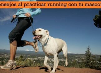 CONSEJOS al Practicar RUNNING con tu MASCOTA Consejos al practicar running con tu mascota