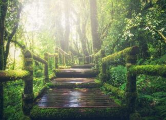 5 Beneficios de los Paseos Frente a la Depresión Otoñal 5 Beneficios de los Paseos Frente a la Depresión Otoñal