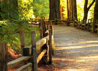 Caminar, Gran Ejercicio para la Ansiedad Caminar, Gran Ejercicio para la Ansiedad