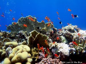 Arrecife De Coral En El Mar Rojo (egipto)