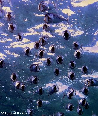 Banco De Caballas En Egipto