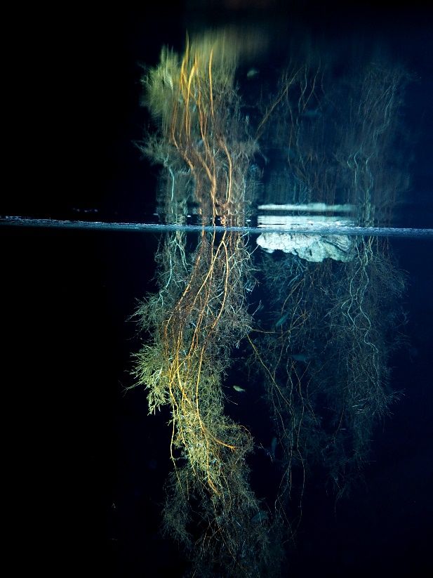 Raices De Un árbol En Una Gruta Subacuática